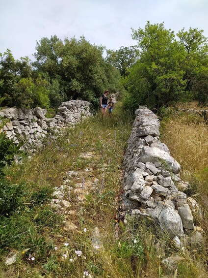 A stone wall, a person with a dog, and dense greenery. 2