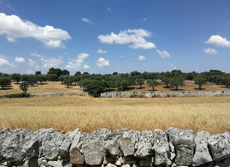 A dry field with scattered trees and a stone wall in the foreground. 1