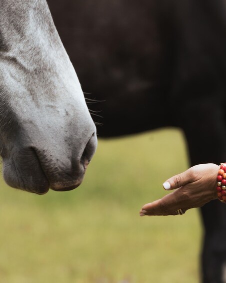 A close-up of a horse's nose and a human hand. 2
