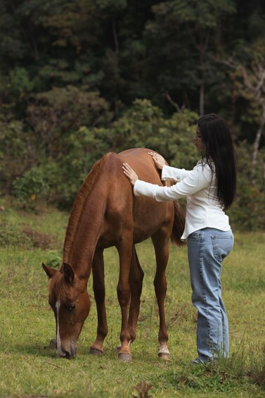 A person petting a brown horse in a grassy field with trees in the background. 3