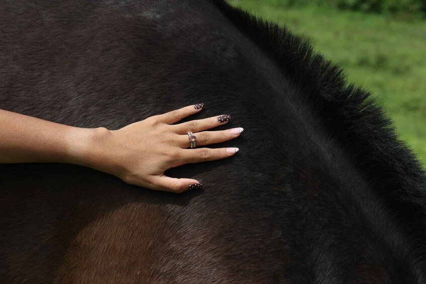 A hand with a ring petting a horse's black coat. 5
