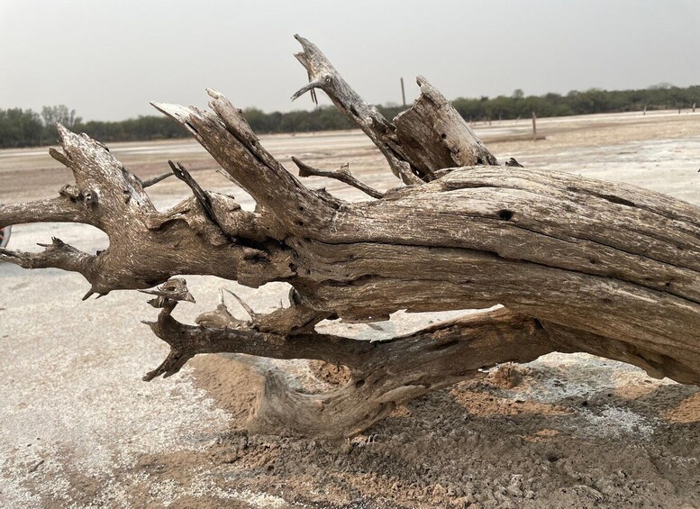 A weathered tree trunk with multiple branches and holes, set against a barren landscape. 5