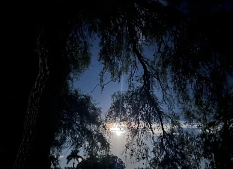 A night scene with a visible moon and stars, surrounded by dense foliage. 2