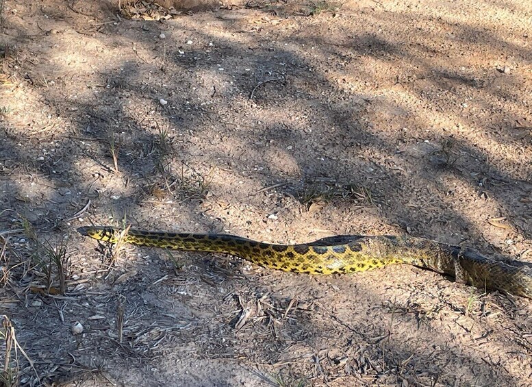 A snake on a log in a dry, wooded area. 4