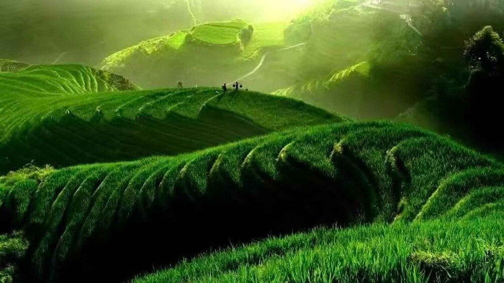 Terraced rice fields with a misty atmosphere. 4