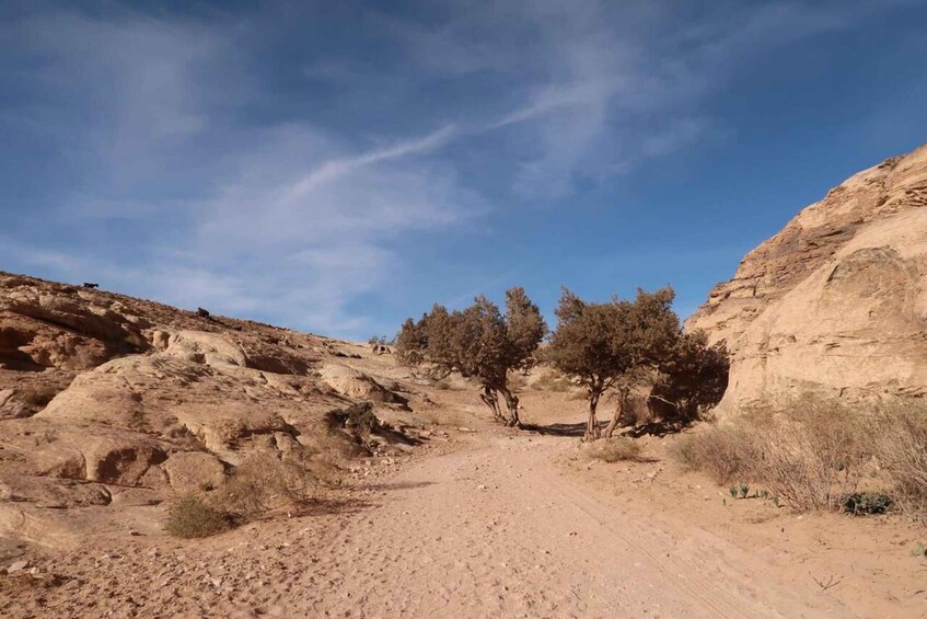 A rocky desert landscape with a dirt path leading through sparse vegetation. 1