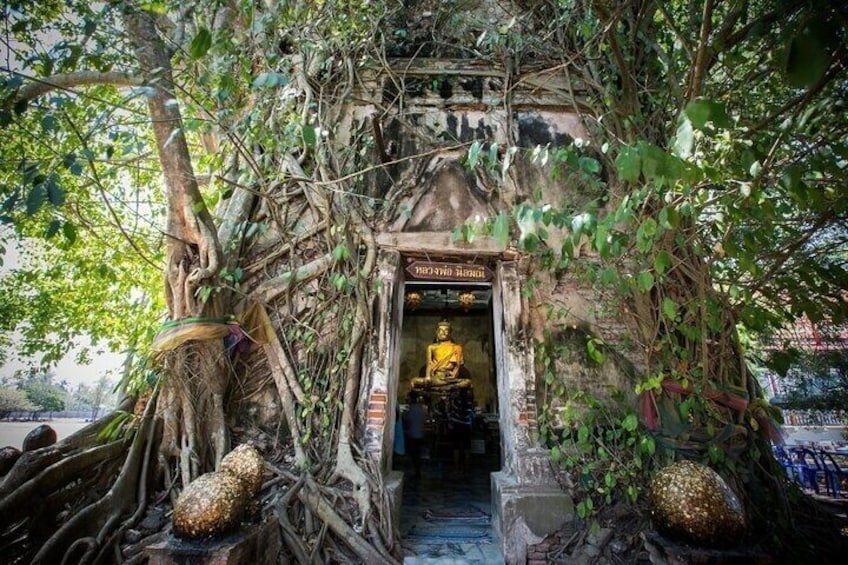 A temple entrance surrounded by dense foliage and large tree roots. 2