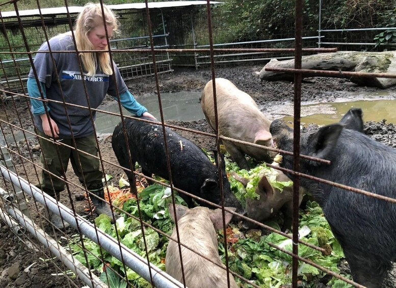A person interacting with pigs in a fenced enclosure. 5