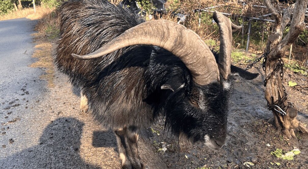 A ram with large curved horns grazing near a road. 2