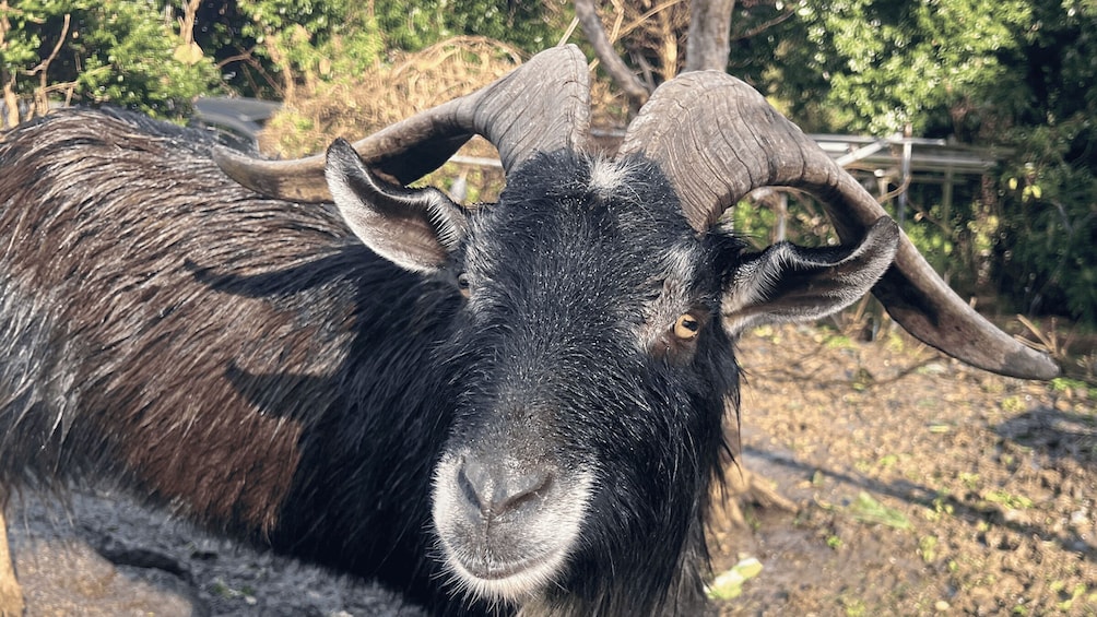 A close-up of a goat with large, curved horns and a dark coat. 3