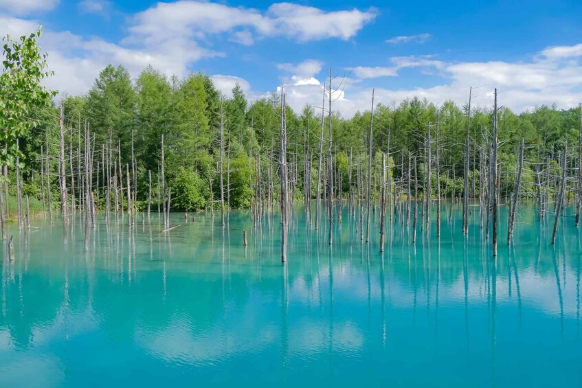 A serene lake with clear turquoise water, surrounded by dense green forest and tall, leafless trees. 4
