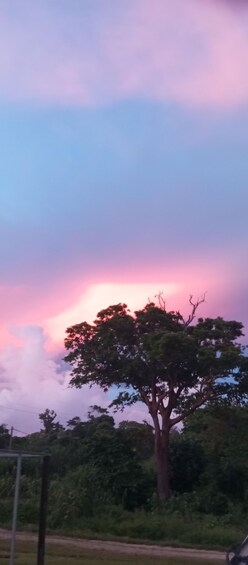 A tree with a pink sky in the background. 5