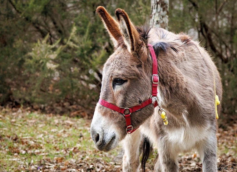 A donkey with a red halter and yellow bells, standing in a wooded area. 1