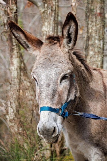 A donkey with a blue halter, standing in a wooded area with trees in the background. 3