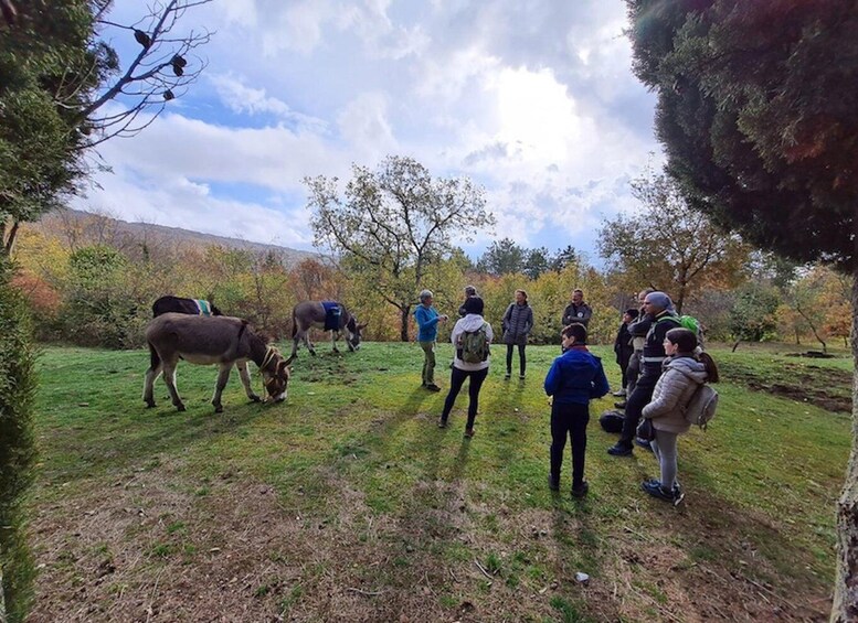 A group of people in a grassy field with donkeys, trees, and a cloudy sky. 4