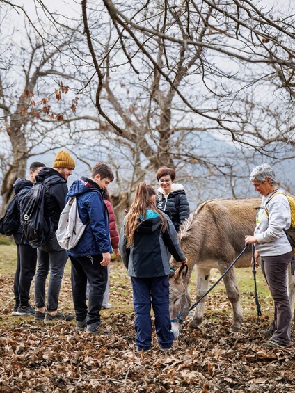 A group of people with a brown cow in a leaf-covered field. 2