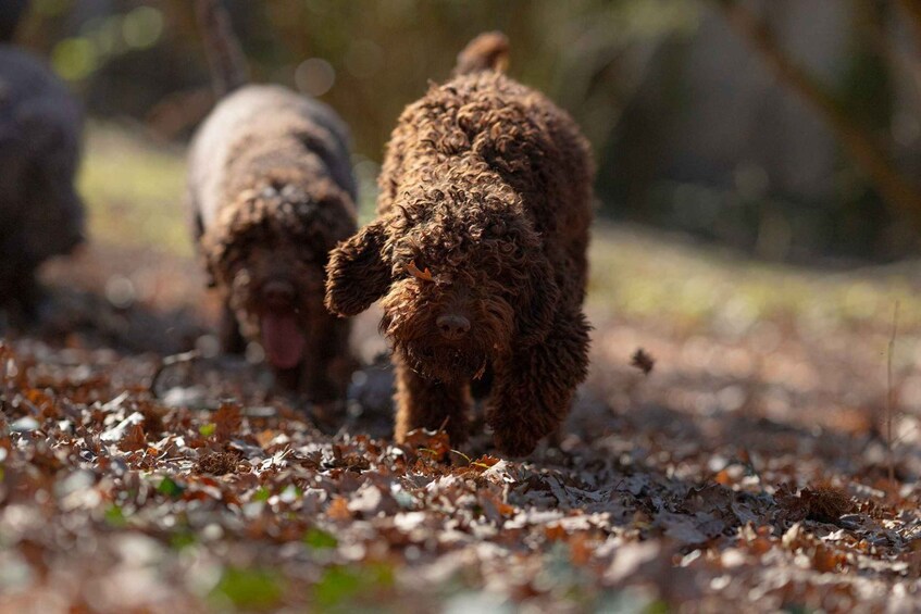 Two dogs walking on a leaf-covered ground. 5
