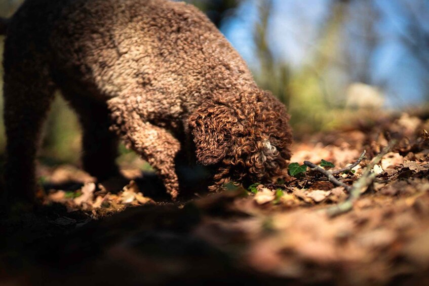 A curly-haired dog sniffing the ground in a wooded area. 2