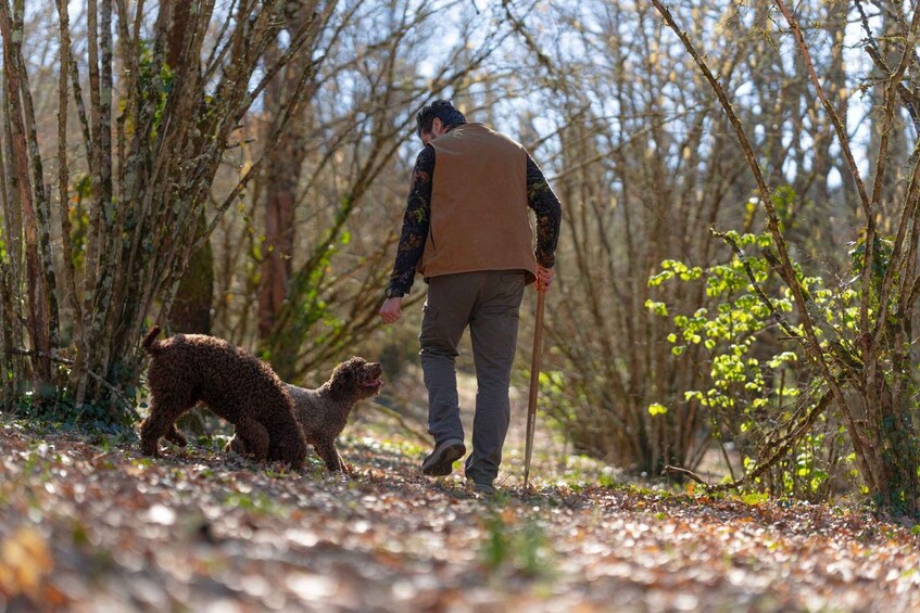 A person walking a curly-haired dog in a wooded area with leaf-covered ground. 4