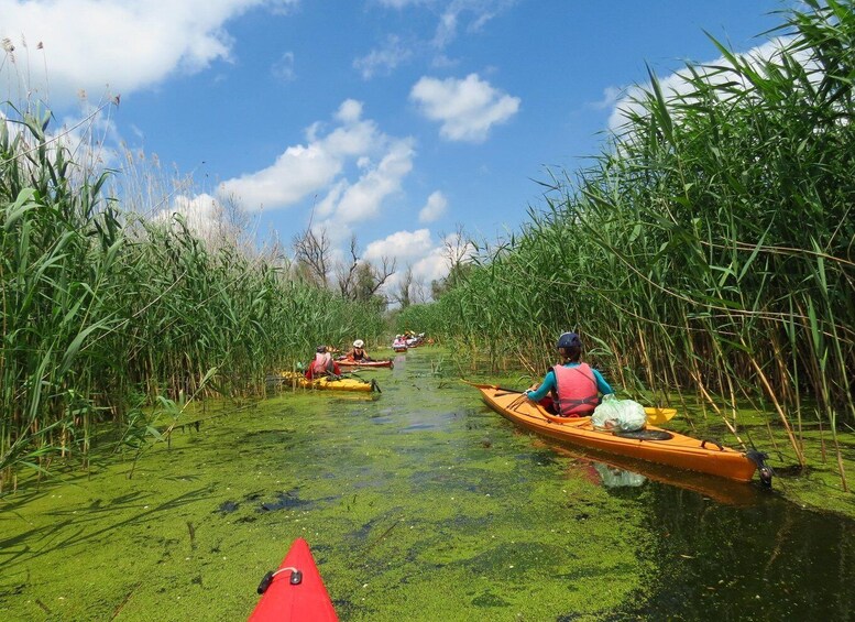 A group of people kayaking through a narrow waterway surrounded by tall reeds. 4