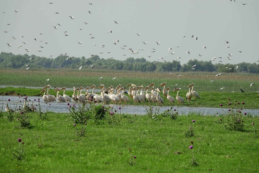 A flock of pelicans by a water body with a grassy field and trees in the background. 5