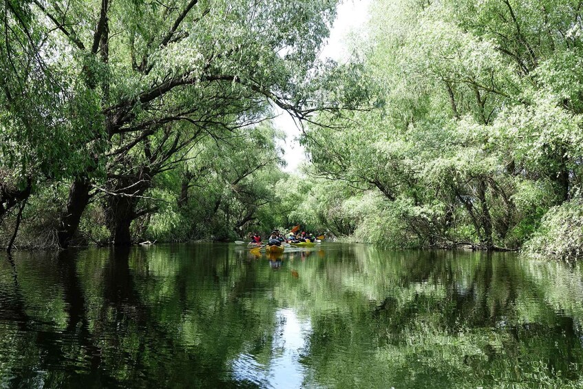 A group of people kayaking on a calm river surrounded by dense greenery. 3