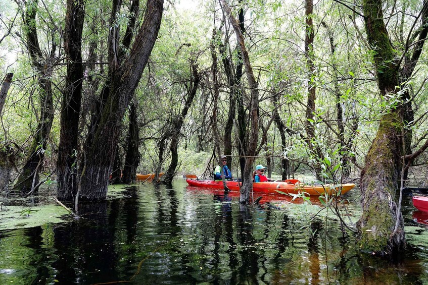 A group of people kayaking in a swampy area with dense trees and water. 2