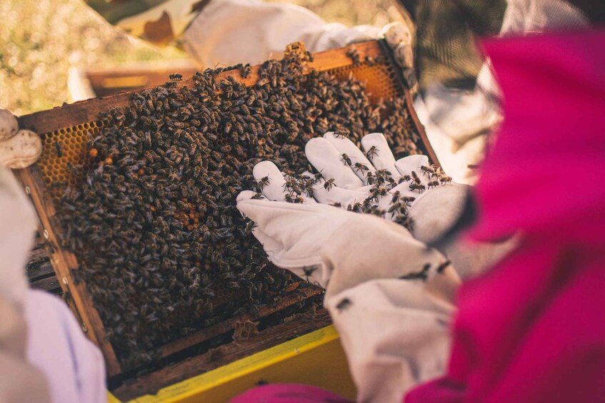 A beehive with a large number of bees. 5
