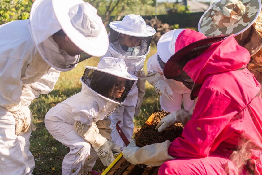 People in protective suits working with bees. 2