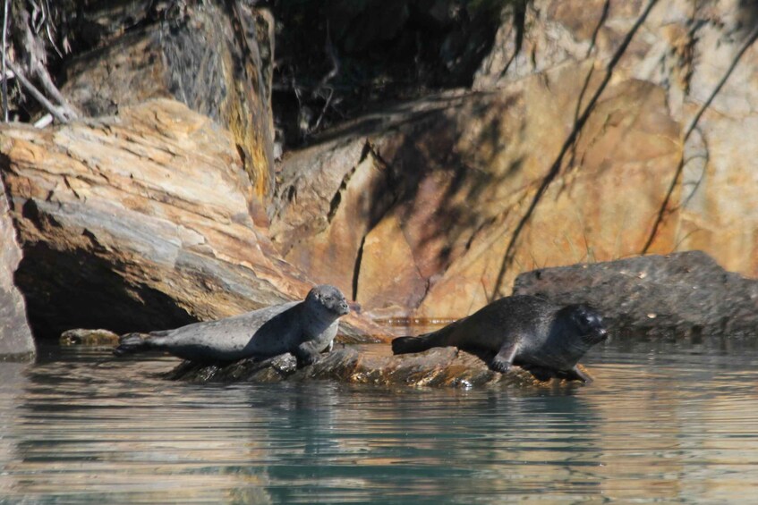 Two seals in water near a rocky shore. 4