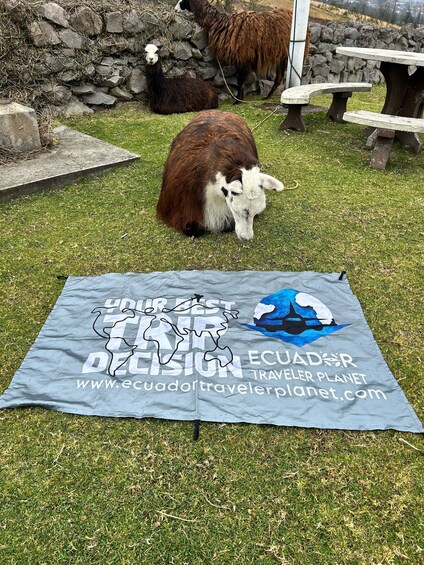 A brown and white llama grazing on grass with a blanket featuring a map and text in the foreground. 3