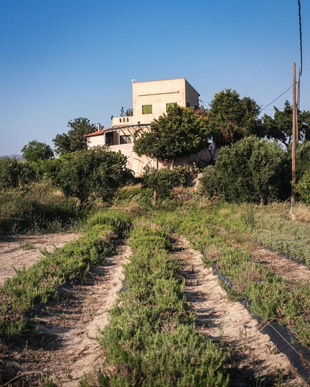 A building surrounded by trees and a vineyard. 1