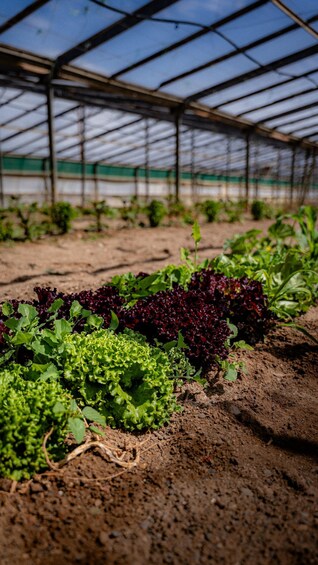 A greenhouse with rows of leafy vegetables. 2