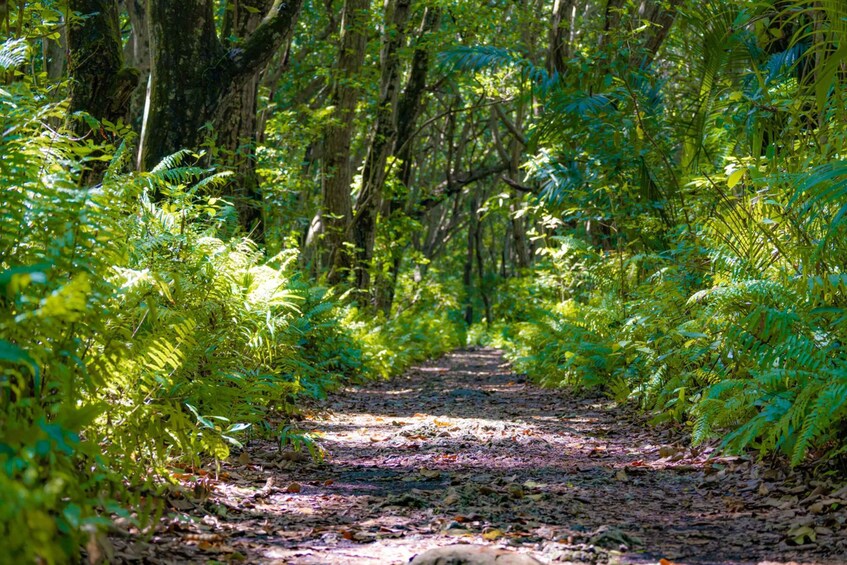 A forest path surrounded by dense green foliage and trees. 2