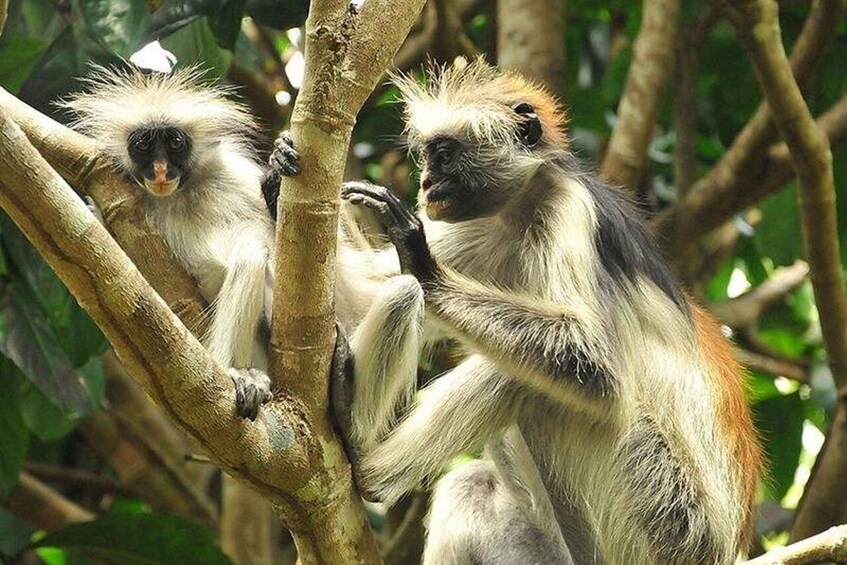 Two monkeys with white and black fur climbing a tree. 3