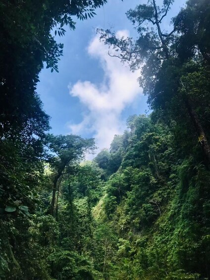 A dense forest with a clear sky. 3