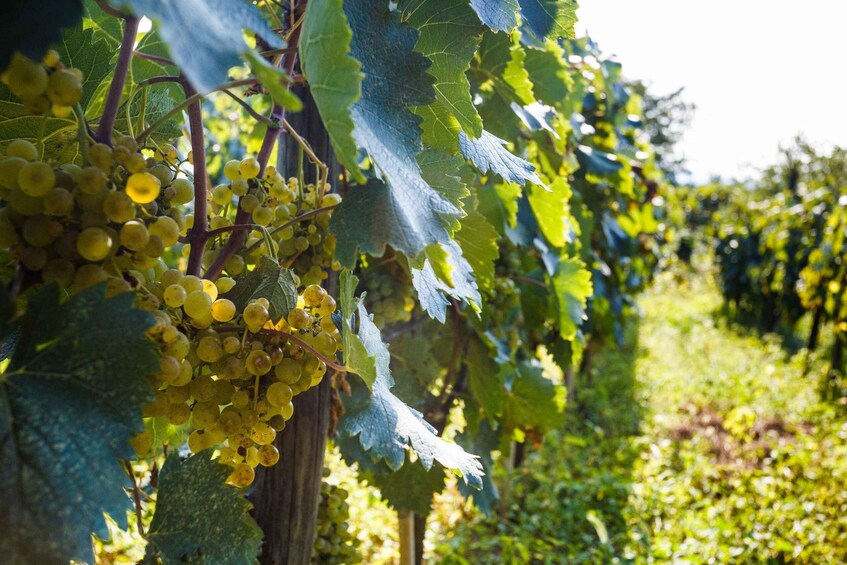 A vineyard with clusters of yellow grapes on the vine. 1