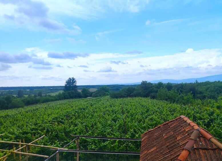 A vineyard with rows of grapevines under a partly cloudy sky. 3