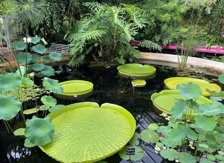 A pond with large green lily pads and various aquatic plants. 4