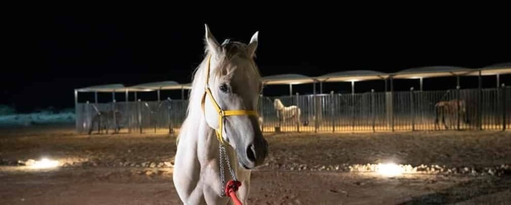 A horse in a fenced area at night. 1