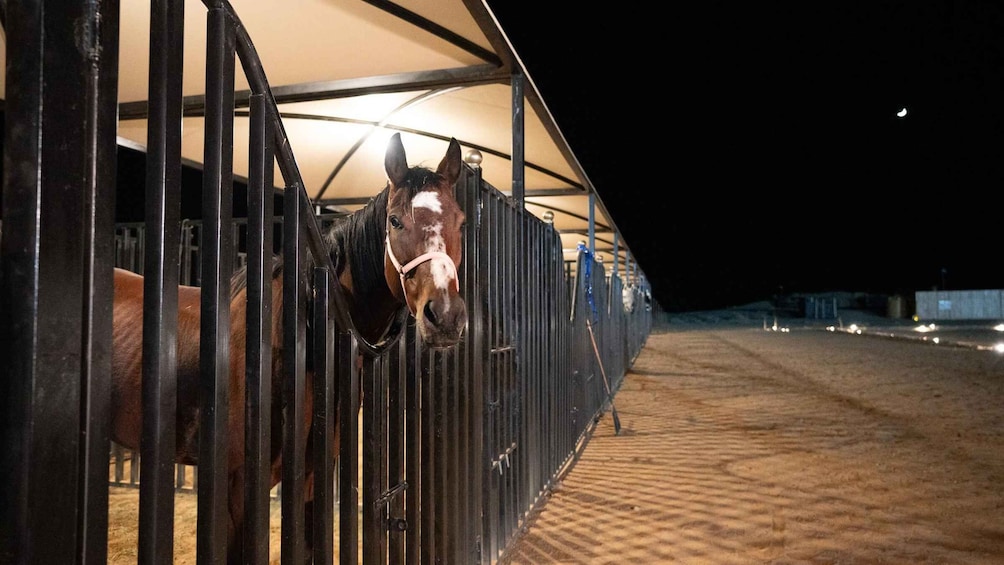 A stable at night with a horse inside, metal gates, and a covered area. 2