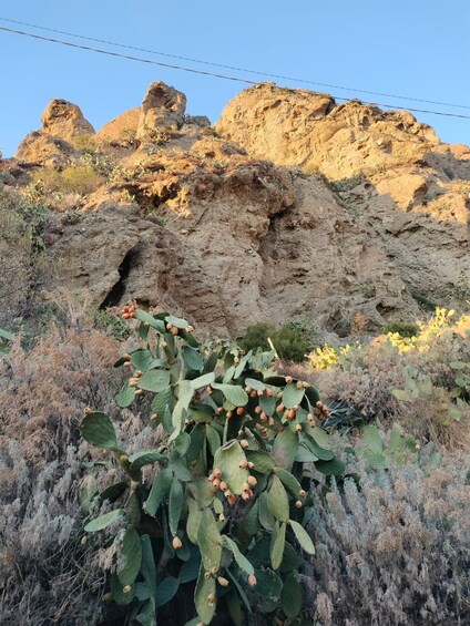 A cactus plant in the foreground with rocky mountains in the background. 5