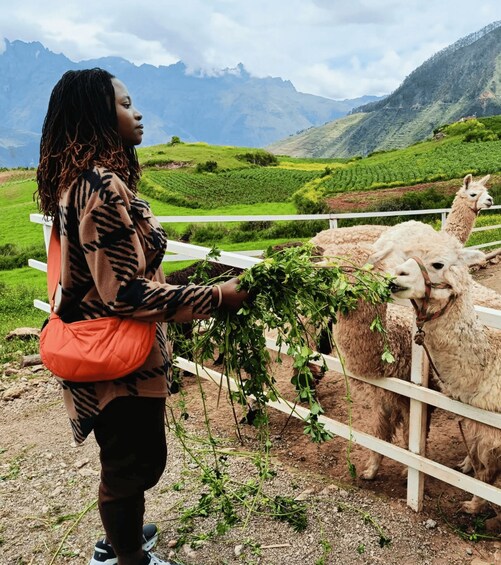 A person feeding a llama with greenery in a mountainous area. 1