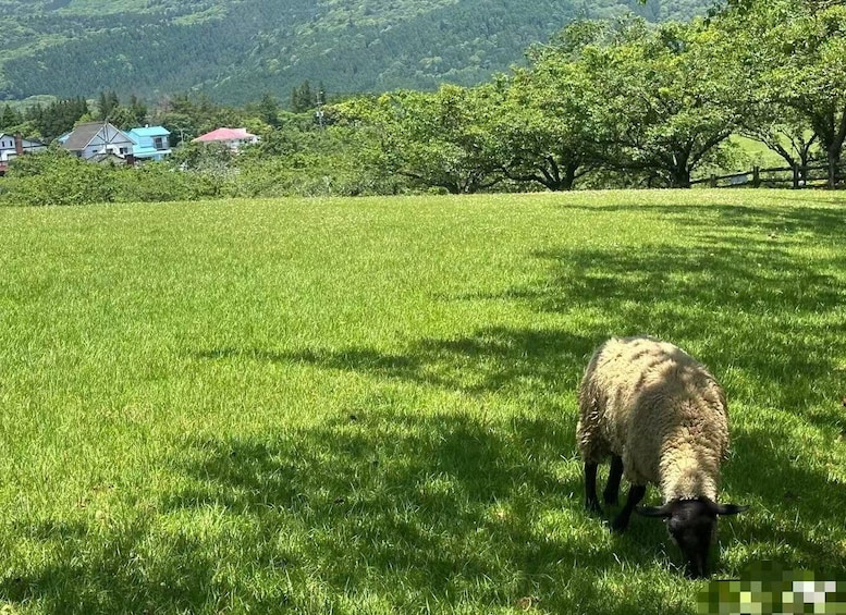 A sheep grazing in a grassy field with houses and trees in the background. 4