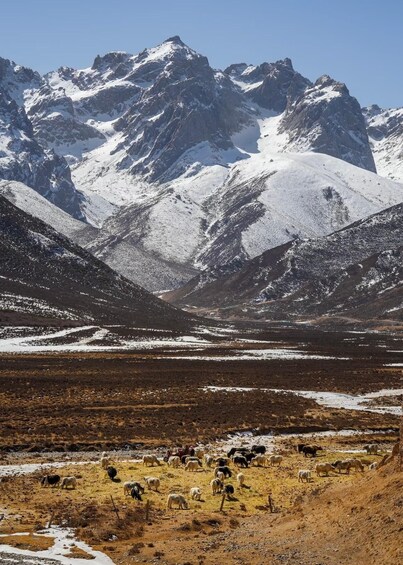 A mountainous landscape with snow-capped peaks and a herd of grazing sheep in the foreground. 4