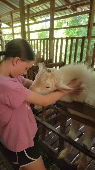 A person petting a goat in a wooden enclosure with a metal railing. 4