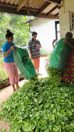 People handling large bags of green leafy vegetables, possibly tea leaves, in an outdoor setting with a wooden structure overhead. 3