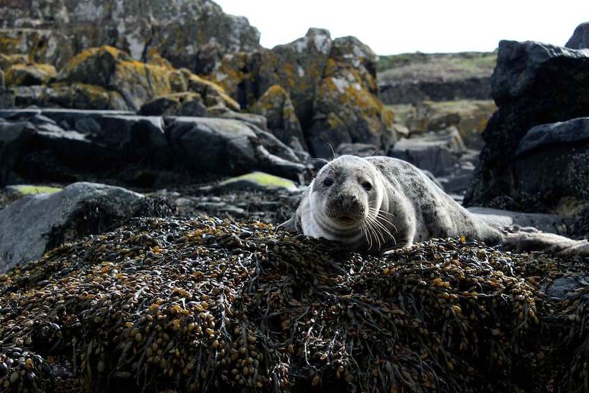Picture 3 for Activity Estonia: Malusi Islands Seal-Watching Boat Trip 3