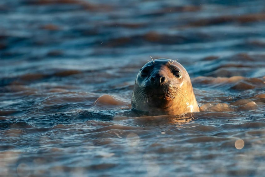 Picture 5 for Activity Estonia: Malusi Islands Seal-Watching Boat Trip 5