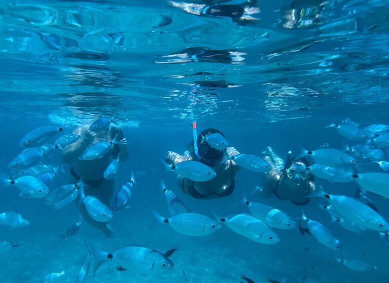 A diver surrounded by a school of fish in clear blue water. 3